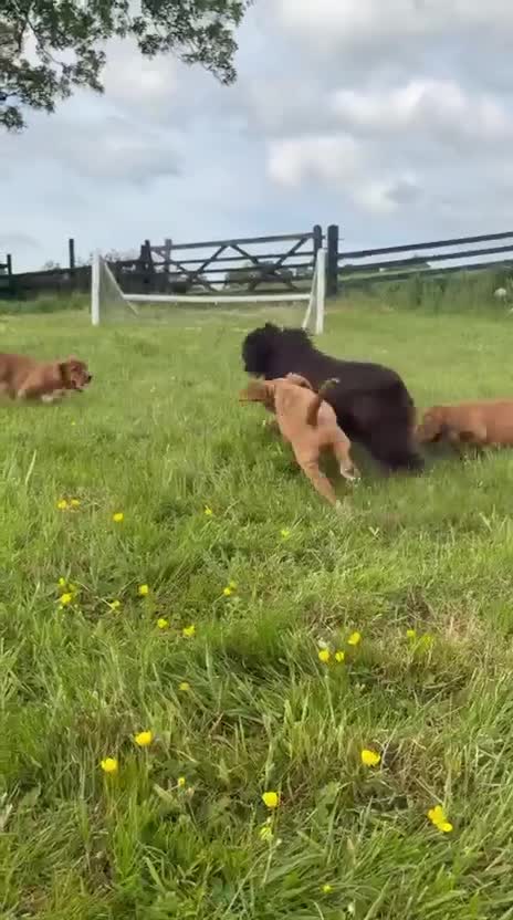 Cocker Spaniel dogs for sale: Working cocker spaniel  - Video 1