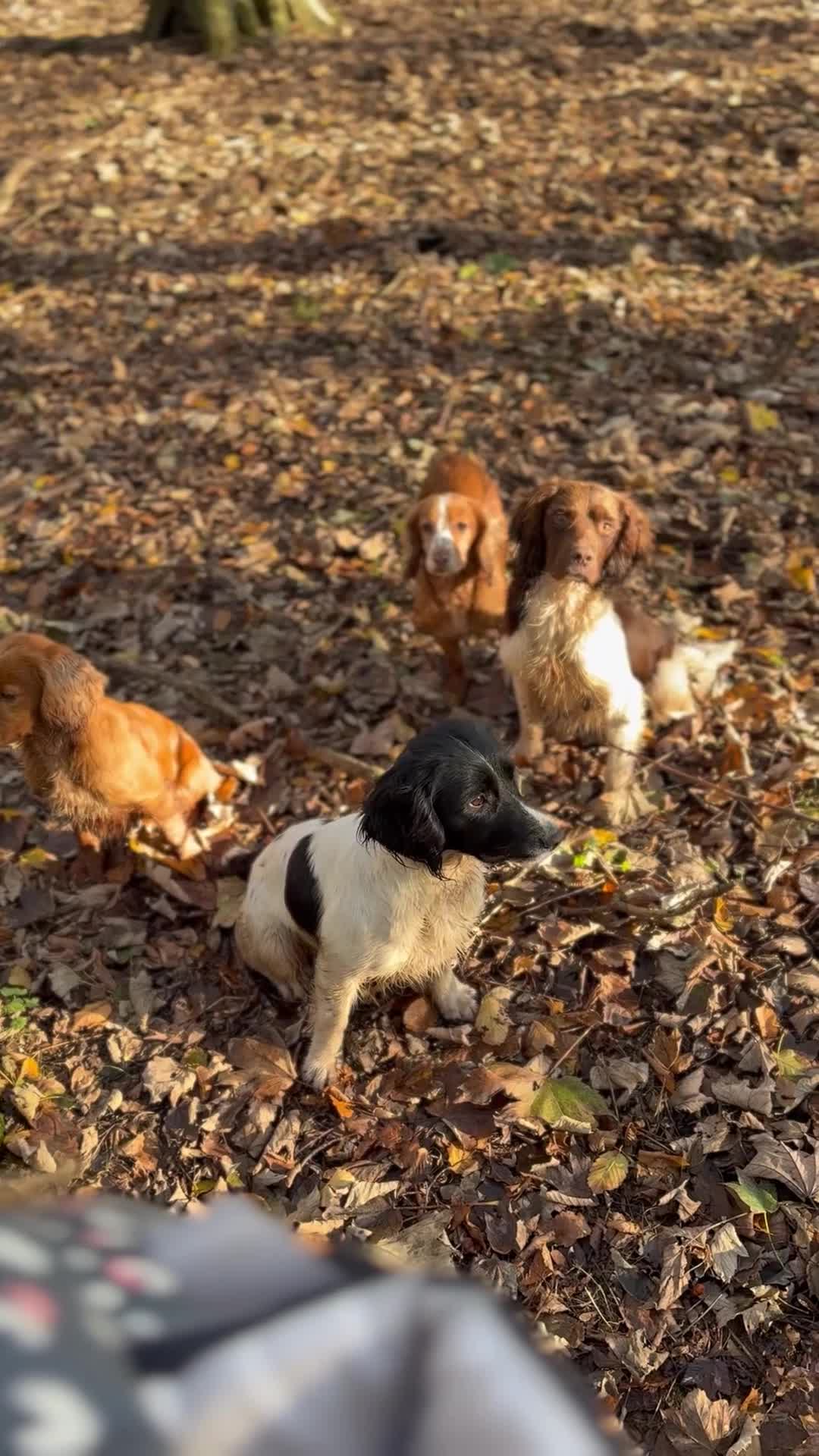 English Springer Spaniel dogs for stud: Elishade Misty Horizon (Dipper) - Video 3