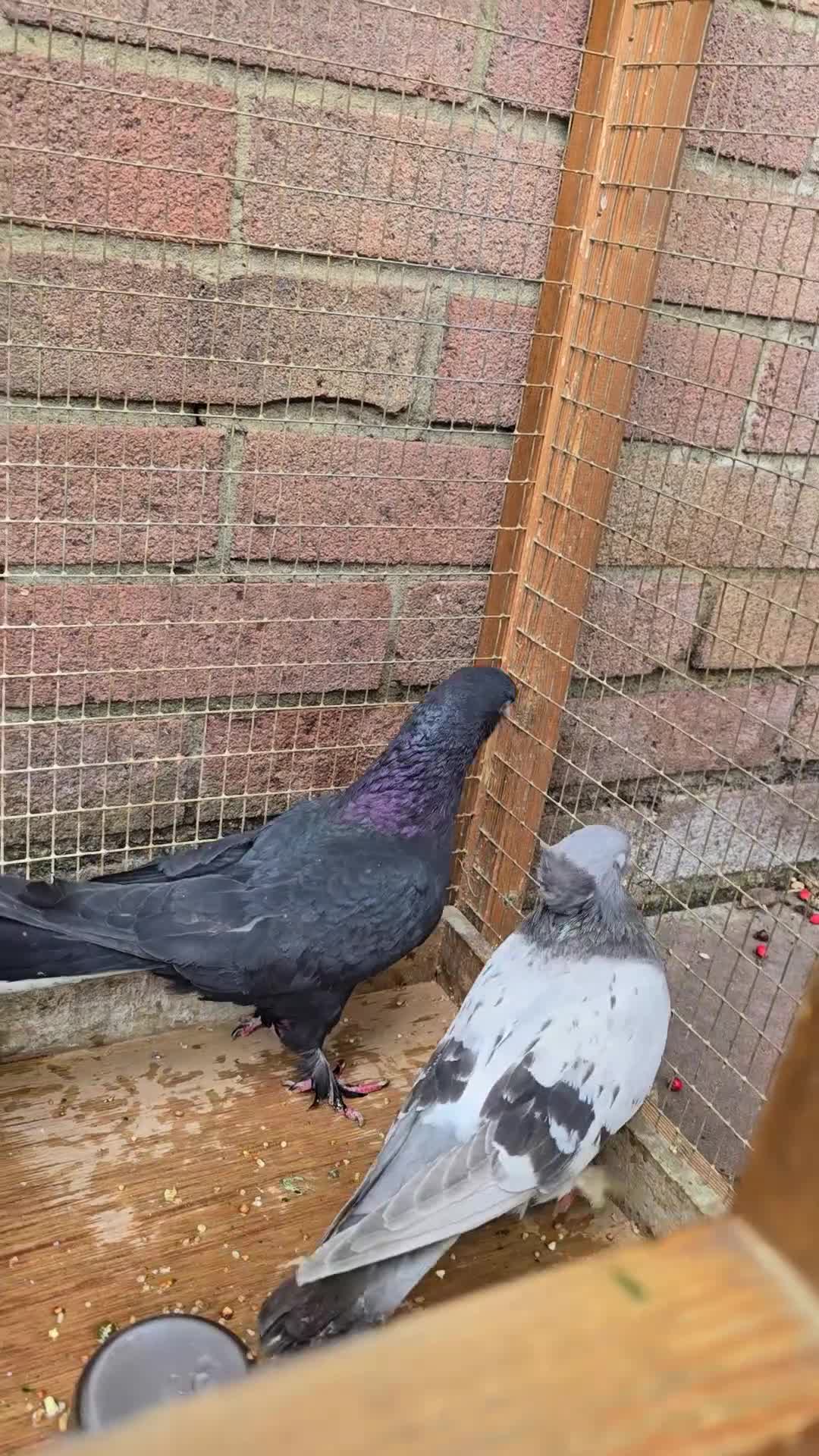Pigeons birds for sale: X2 Female Pigeons  in Fareham - Video 1