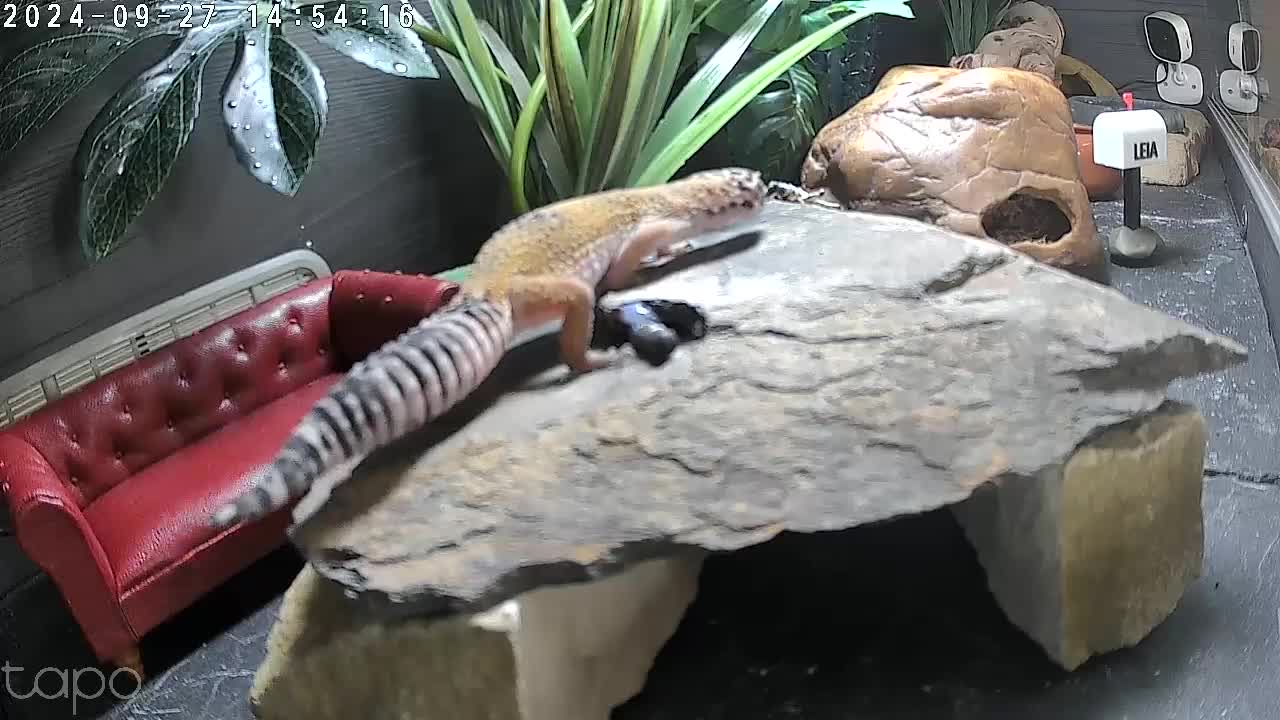Leopard Gecko reptiles for sale: Female leopard gecko super sweet & full enclosure - Video 1