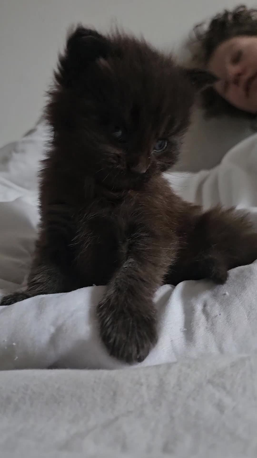 Maine Coon cats for sale: Little Maine Coon Girls Looking for Forever Homes - Video 1