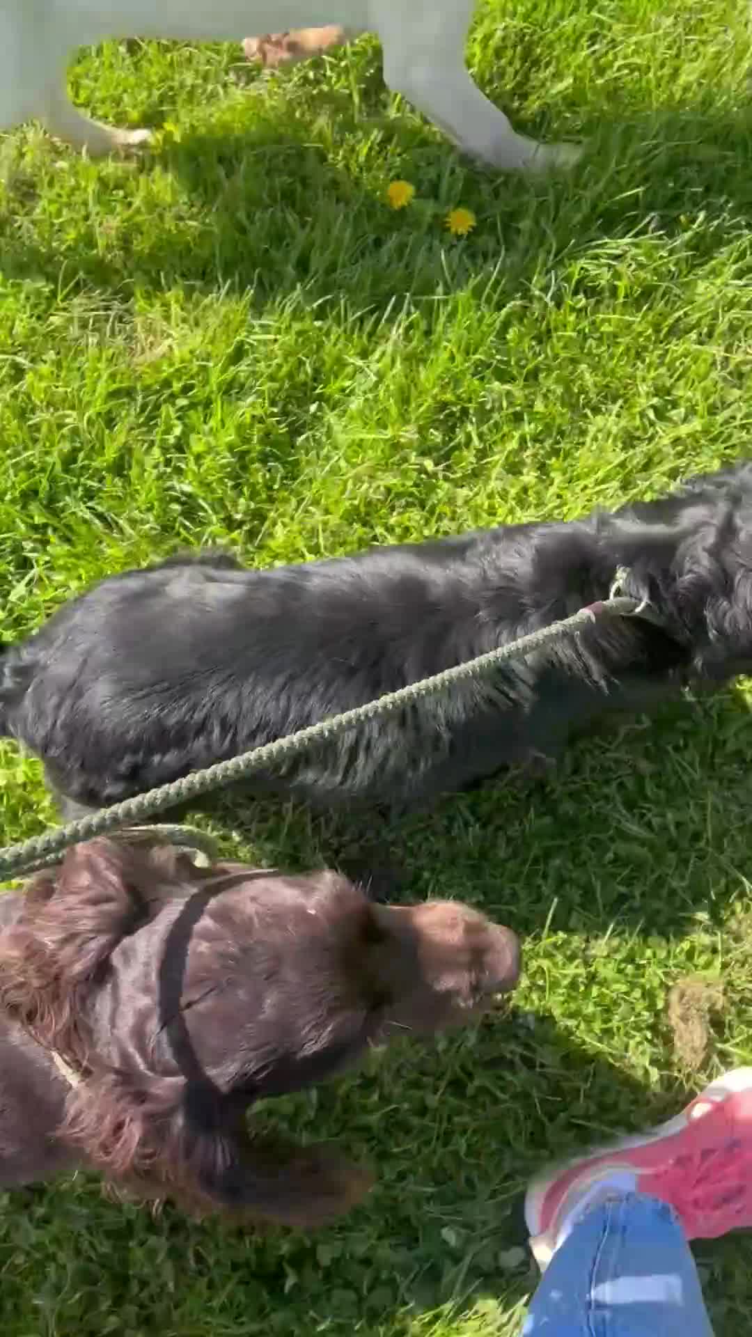 Cocker Spaniel dogs for sale: Pet trained Chocolate Cocker spaniel  - Video 1