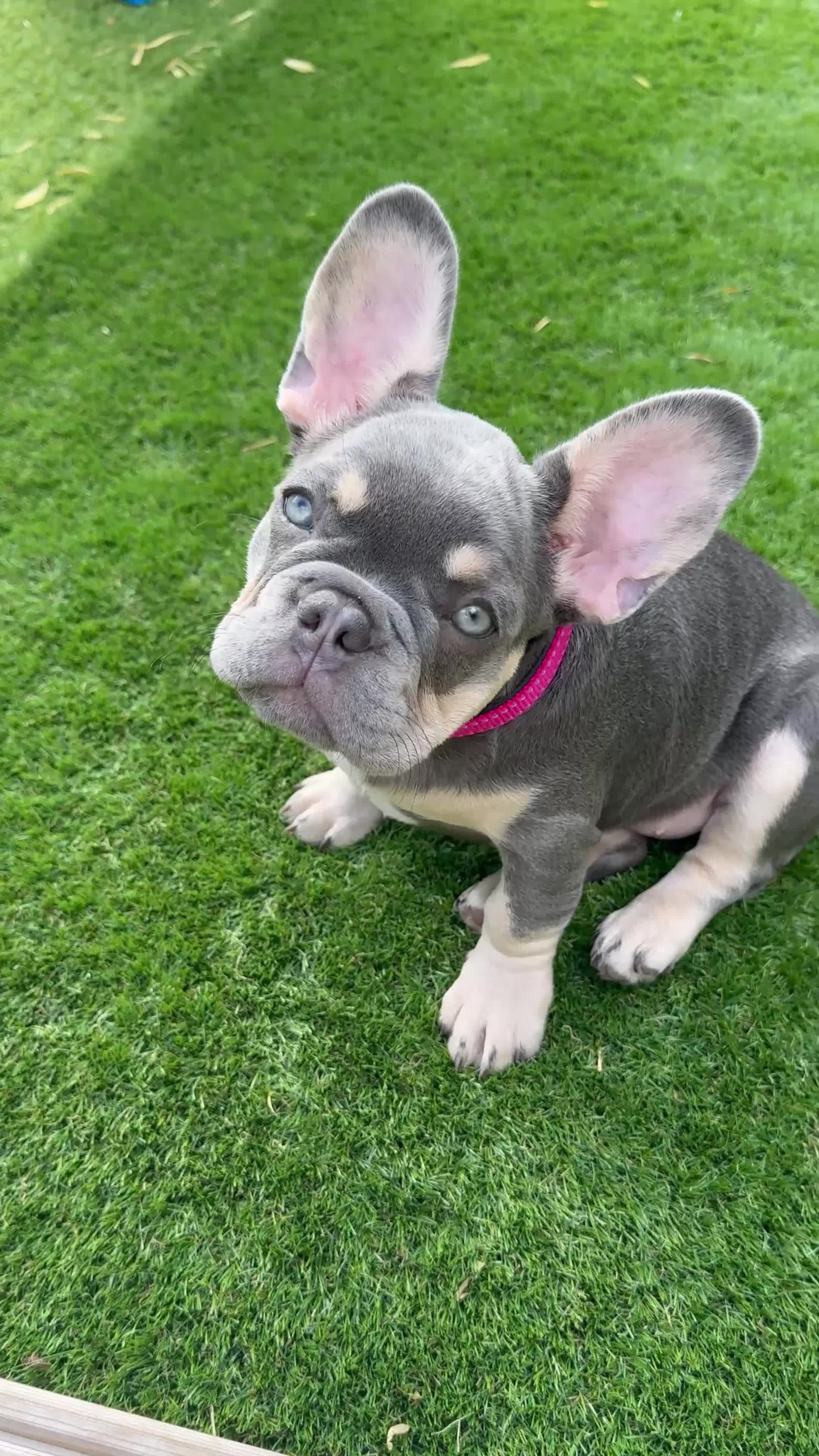 French Bulldog dogs for sale: French bulldog gorgeous girl - Video 2
