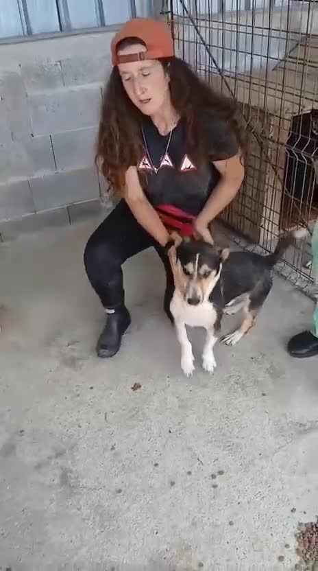 Mixed Breed dogs for adoption: Walter, 3 yrs old. Available for adoption. - Video 1