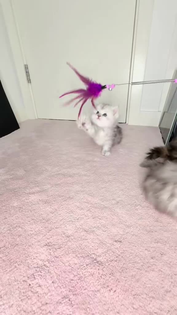 Ragdoll cats for sale: 🐾Fluffy Little Dreamers Are Here!🐈 - Video 4