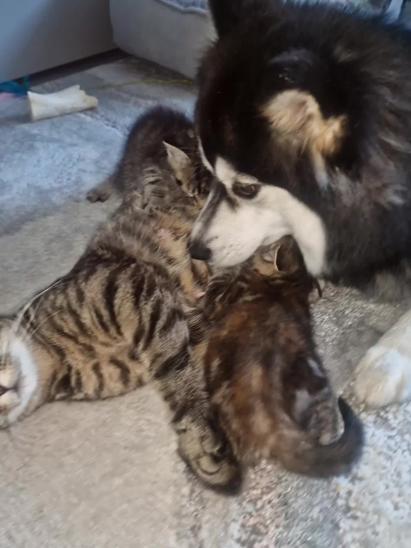 Bengal cats for sale: Stunning bengal X kittens - Video 2