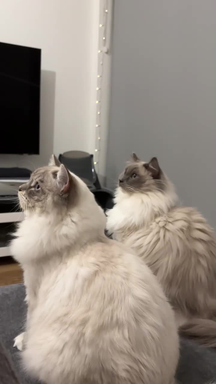 Ragdoll cats for sale: Alaska & Simba - Home Wanted for Our Bonded Pair - Video 1