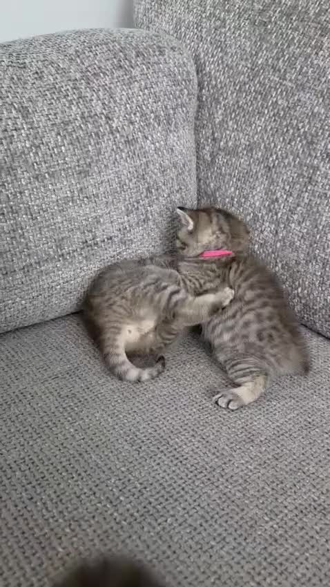 British Shorthair cats for sale: Gorgeous Golden Tabby ✨ British Shorthair Kitten ⭐ - Video 3