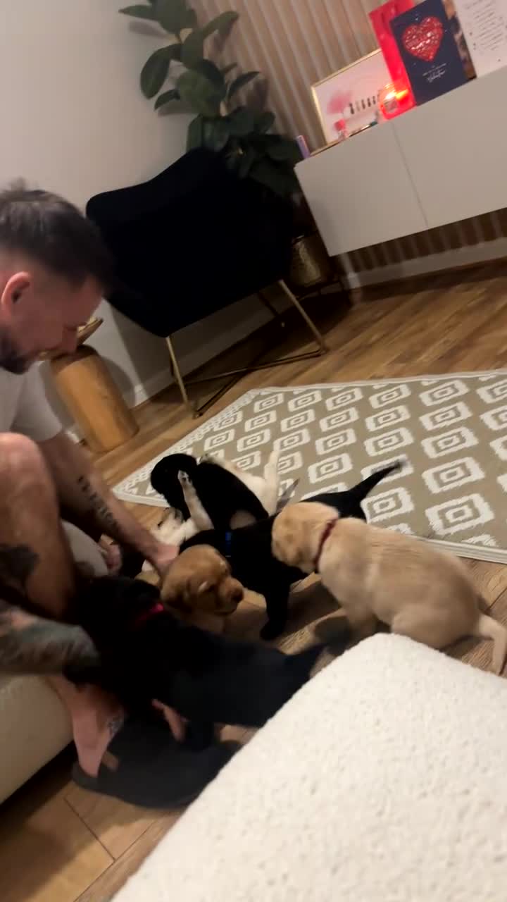 Labrador Retriever dogs for sale: 2 Labrador puppies left  - Video 1