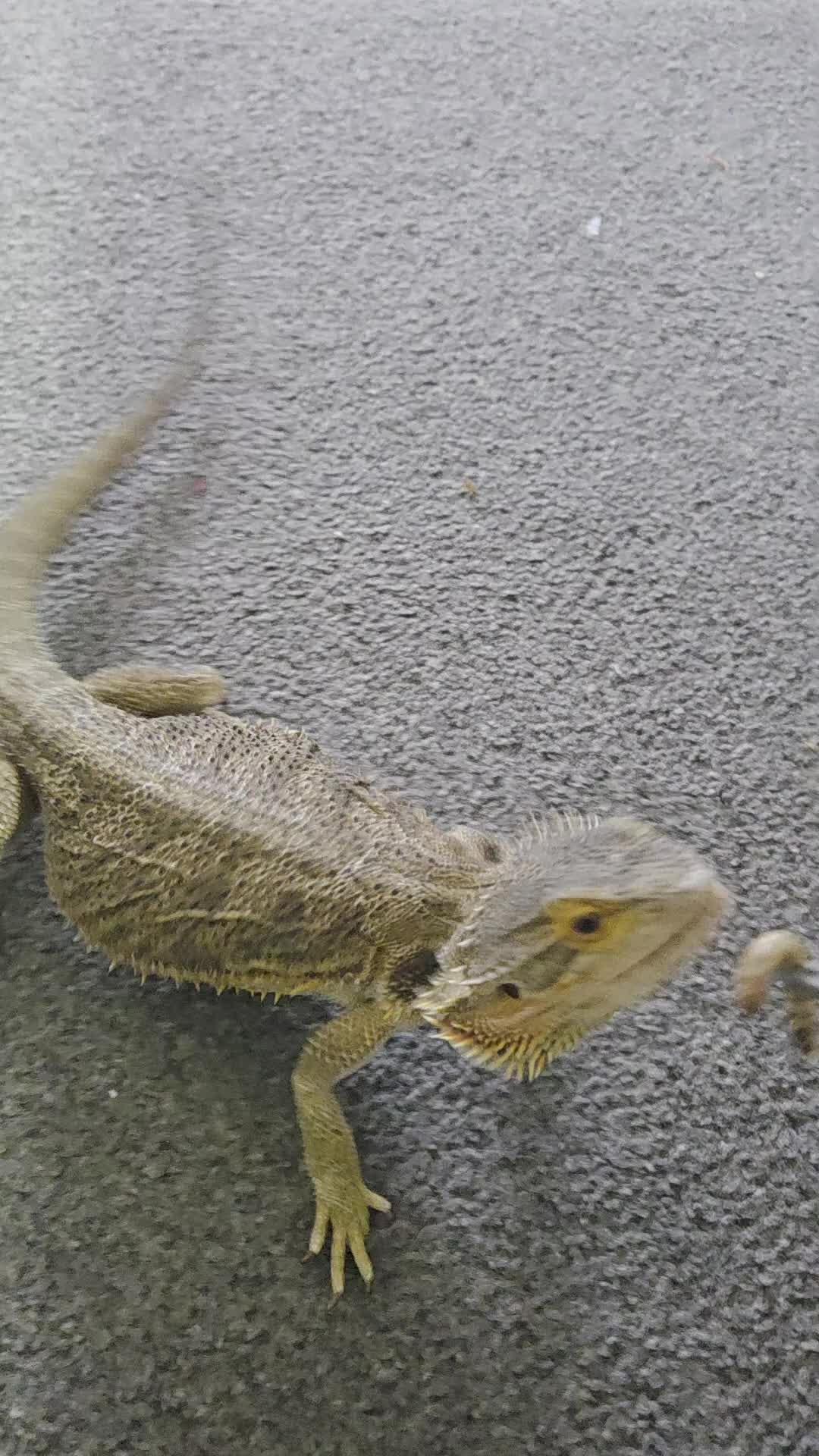 Bearded Dragon reptiles for sale: 3 year old female bearded dragon for sale in Sunderland - Video 3