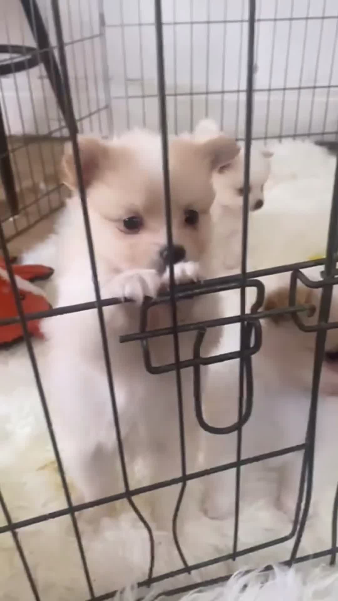 Pomeranian dogs for sale: 4 beautiful Pomeranian puppies for sale 1200 - Video 1