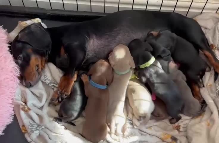 Miniature Dachshund dogs for sale: 5 miniature dacshunds puppies  - Video 2