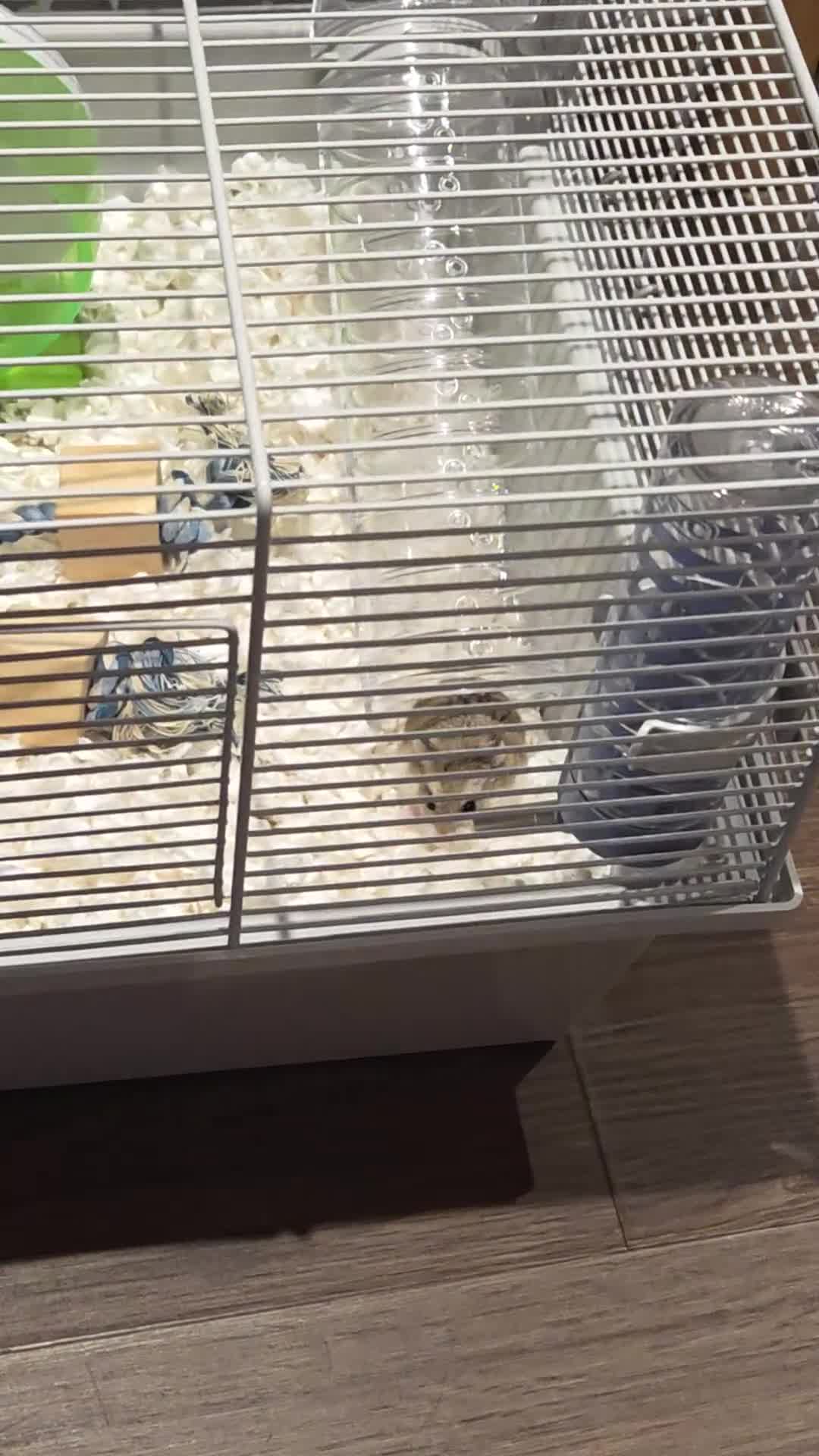Hamster rodents for sale: Hamster & Full Setup for Sale - Video 5