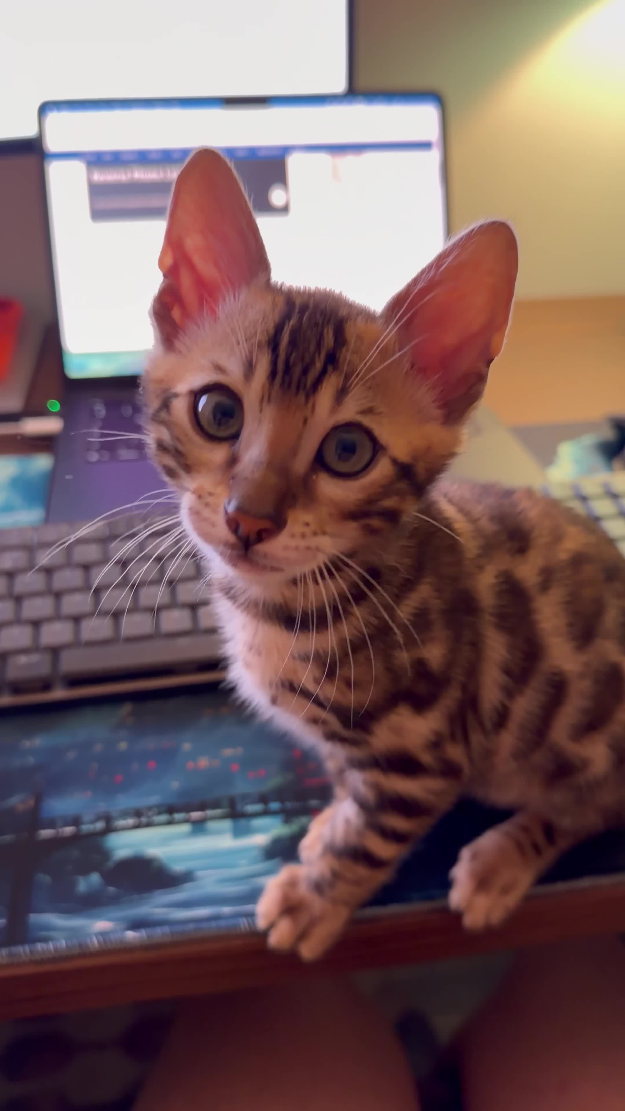 Bengal cats for sale: Bengal kitten for resale - Video 2