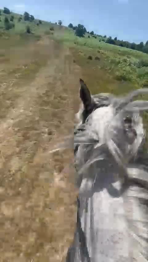 Irish Thoroughbred horses for sale: Beautiful chestnut mare for sale  - Video 2