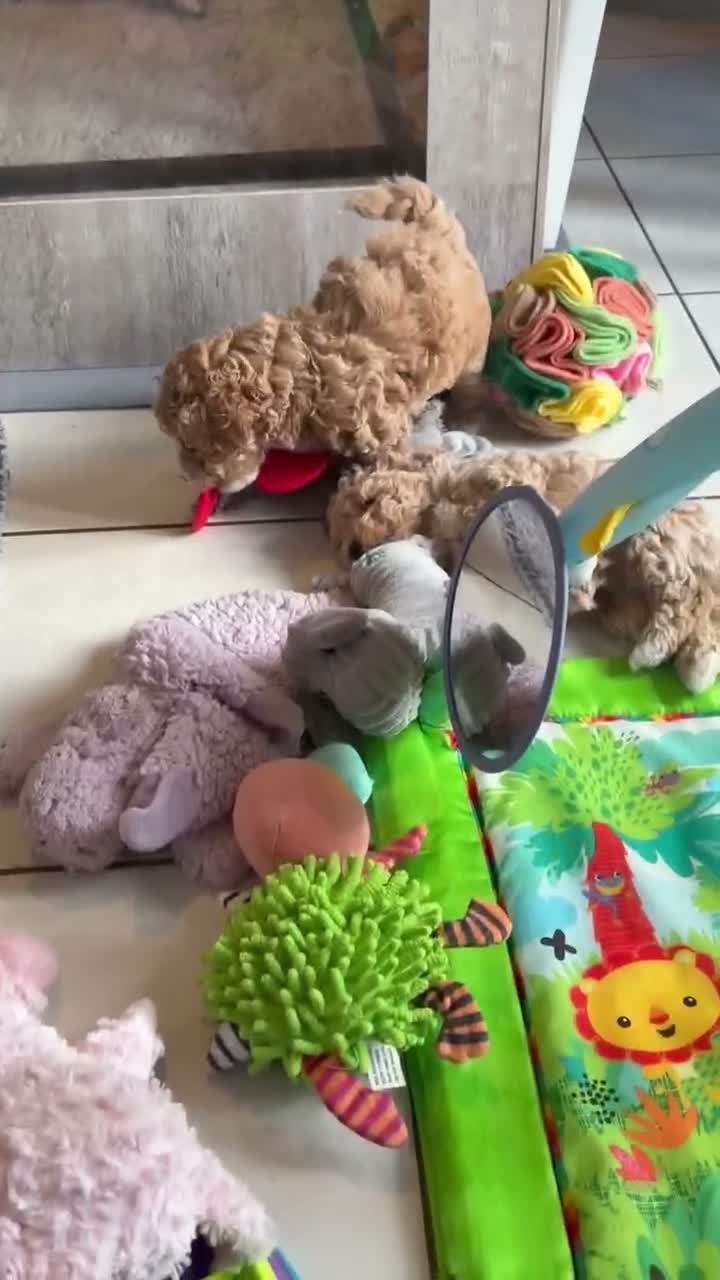Maltipoo dogs for sale: 🐾 Absolutely Beautiful F1b Maltipoo Puppies  - Video 2