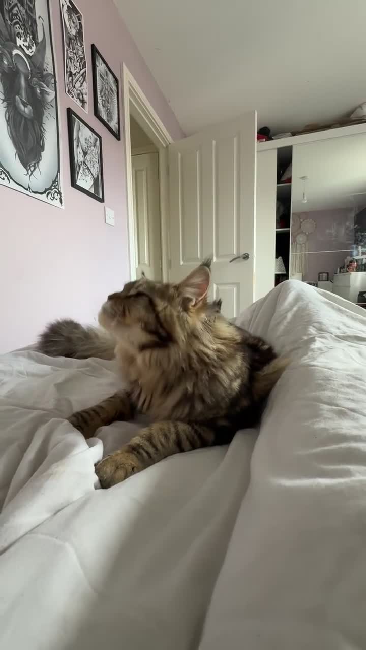 Maine Coon cats for sale: Male Maine Coon - Video 2