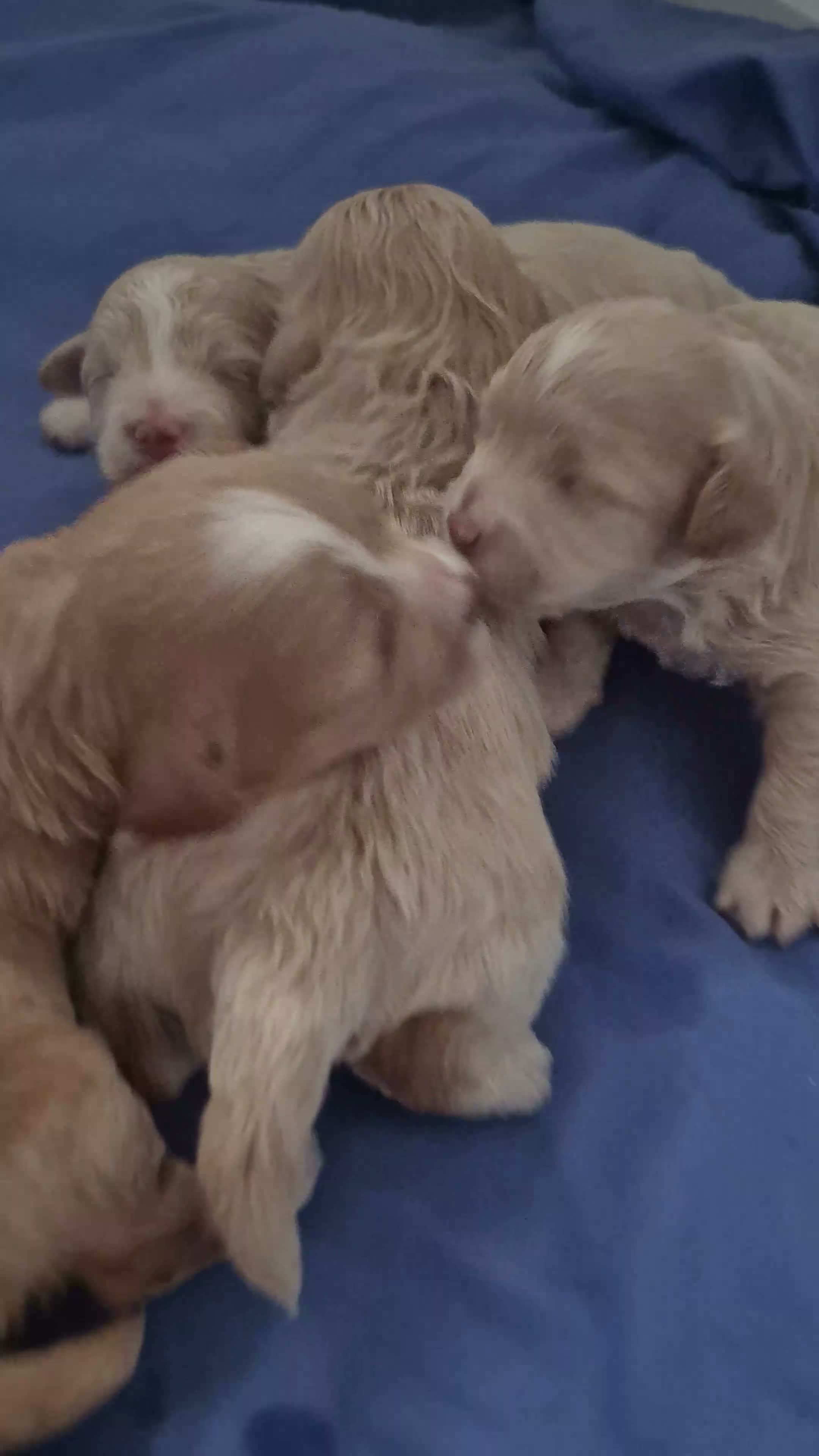Maltipoo dogs for sale: Beautiful   maltipoo pups - Video 1