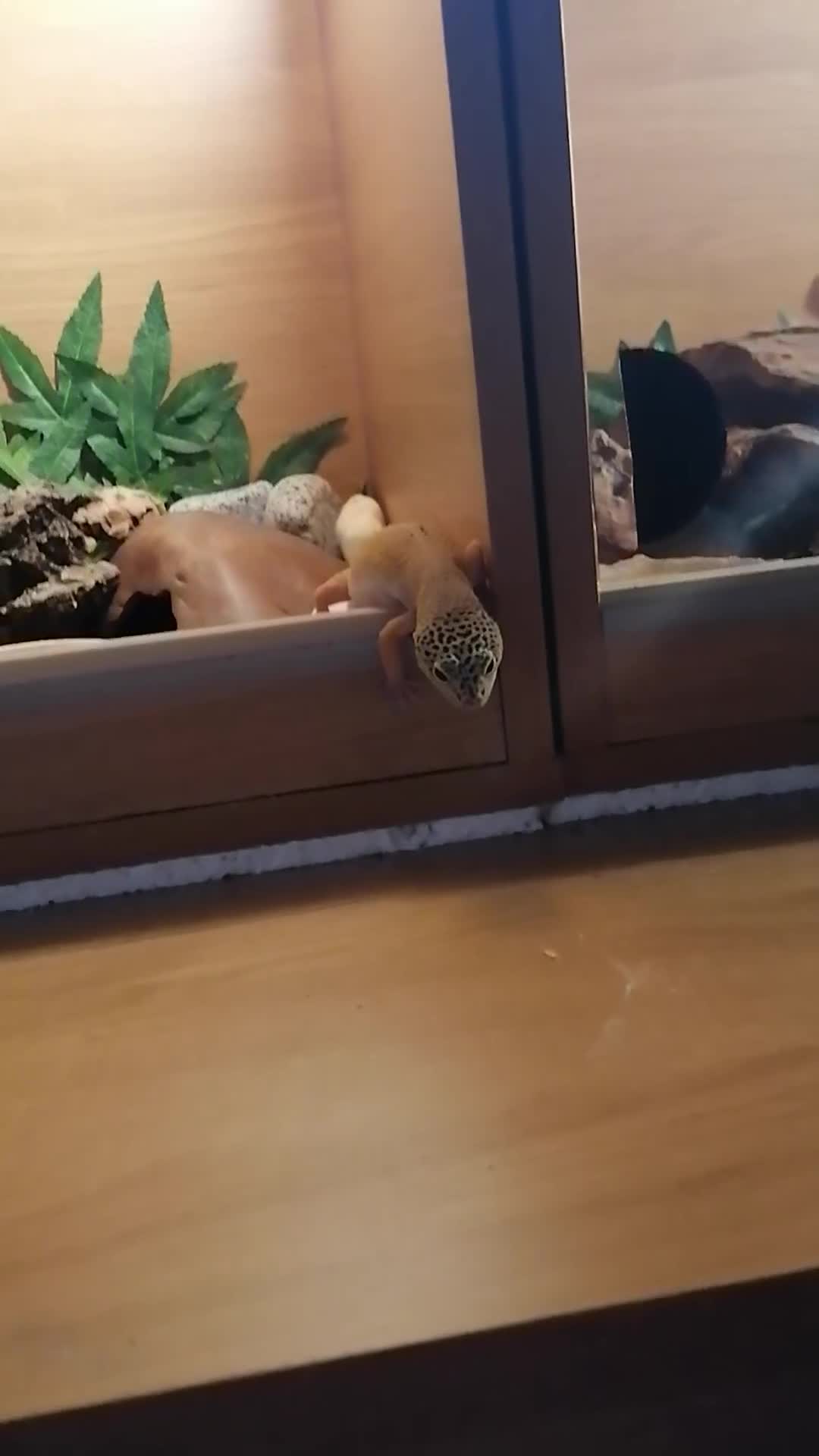 Leopard Gecko reptiles for sale: Leopard Gecko  - Video 1