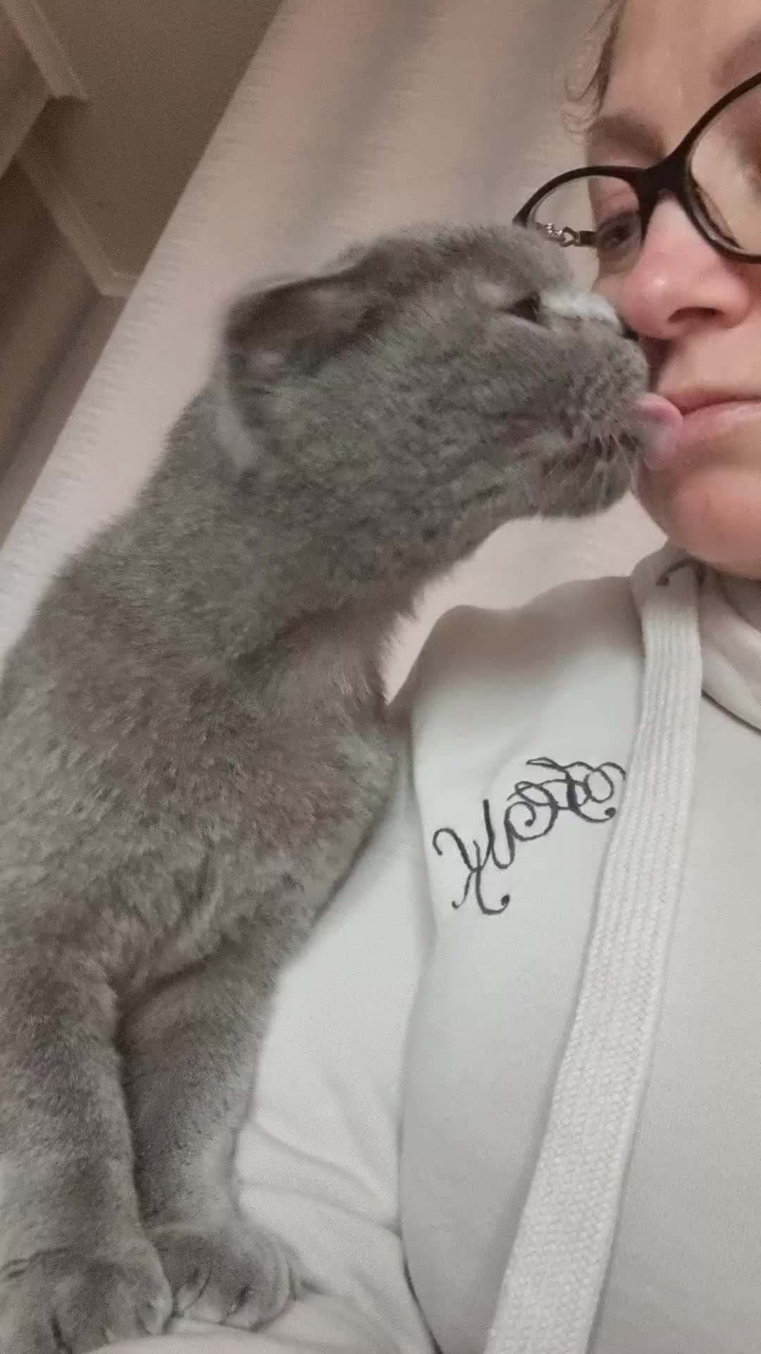 Scottish Fold cats for sale: Gorgeous girl - Video 1