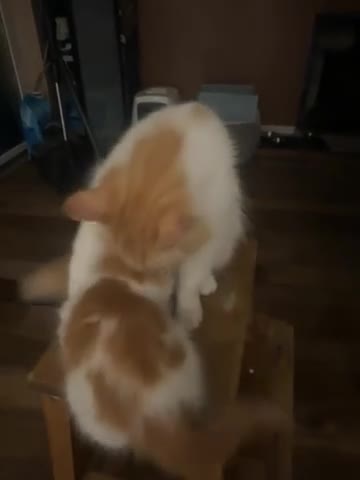 Mixed Breed cats for sale: Adorable kittens looking for their forever homes - Video 1