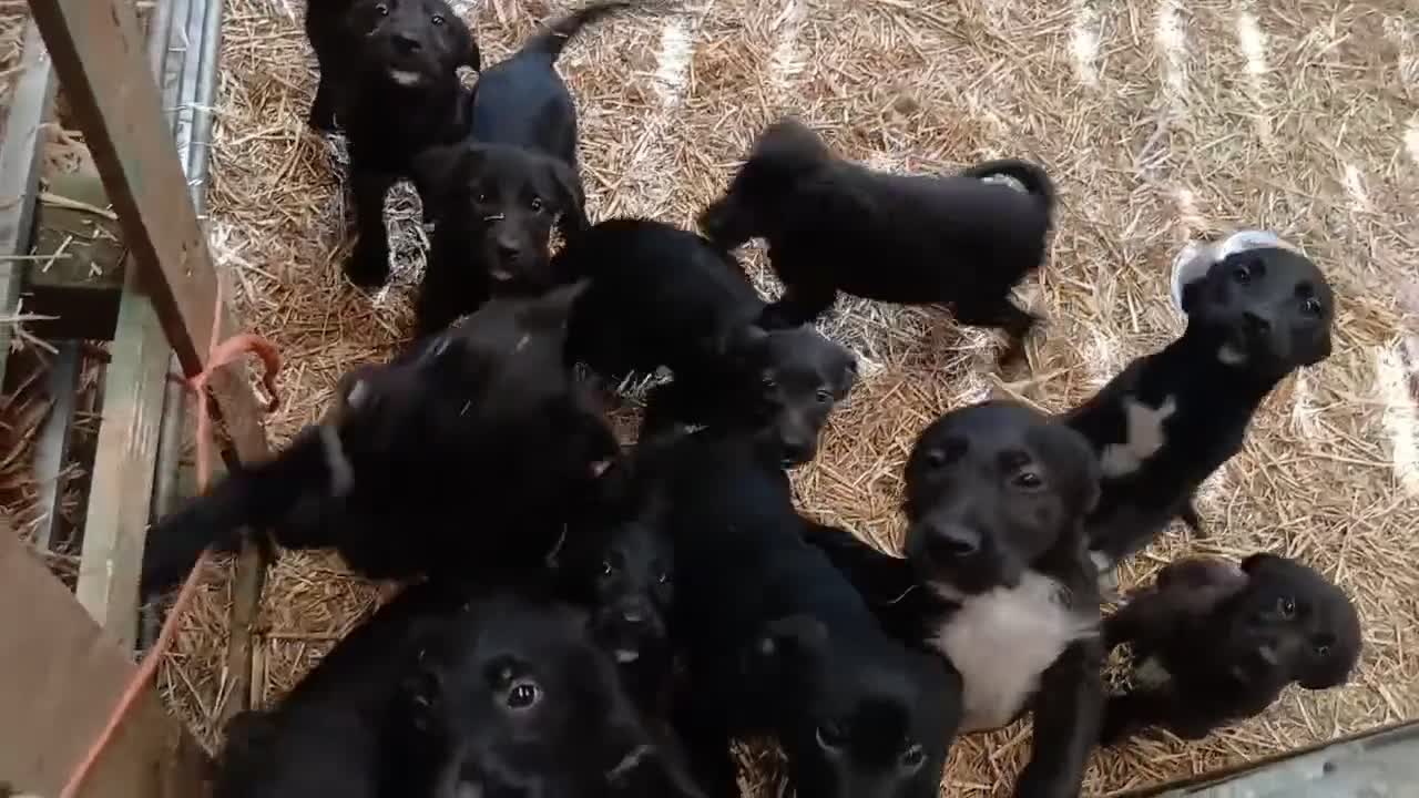 Mixed Breed dogs for sale: Huntaway x collie  in Llangammarch Wells - Video 1
