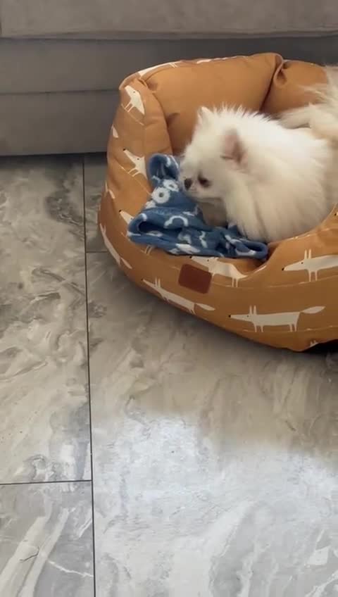 Pomeranian dogs for sale: Quality girl ready now PRINCESS 💕 - Video 2