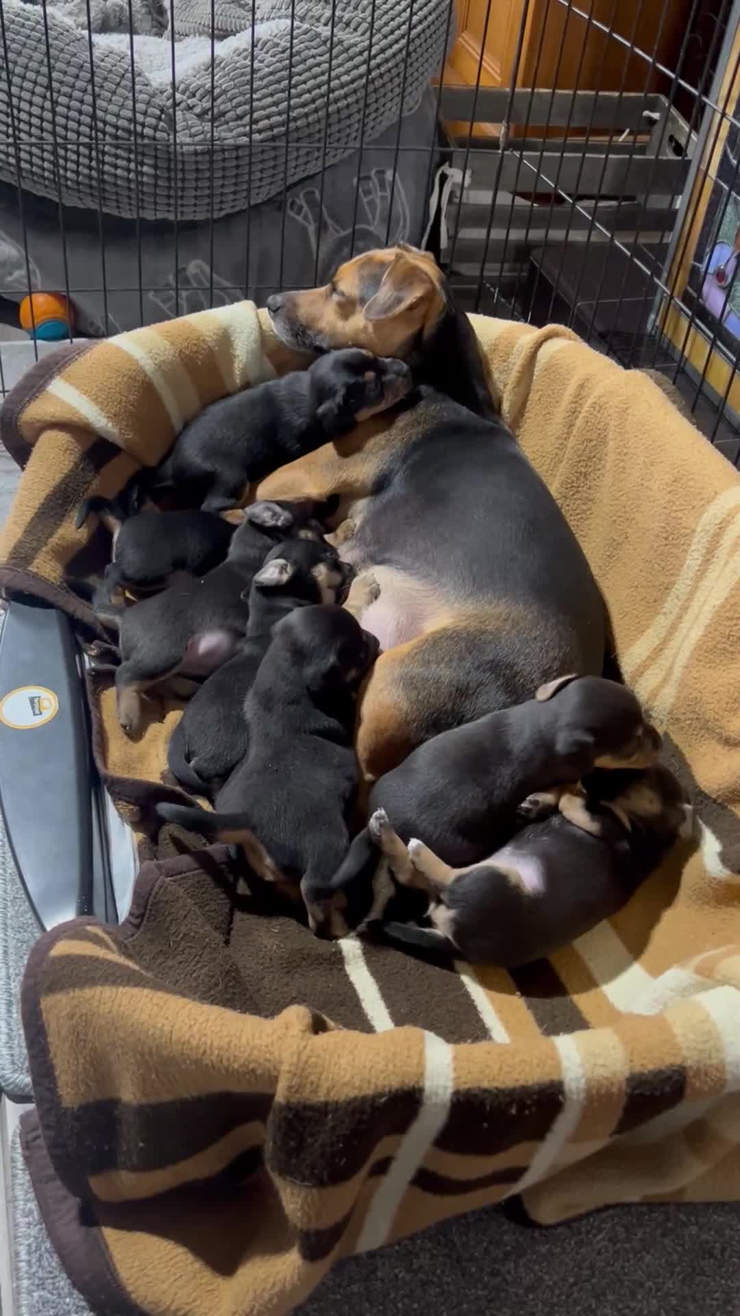 Jack Russell dogs for sale: Jack Russell’s ready now - Video 2