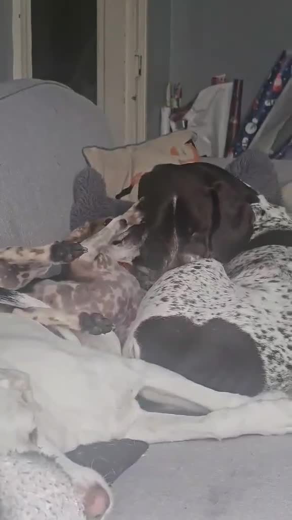 Mixed Breed dogs for adoption: Little Nancy is ready for her forever family! - Video 1