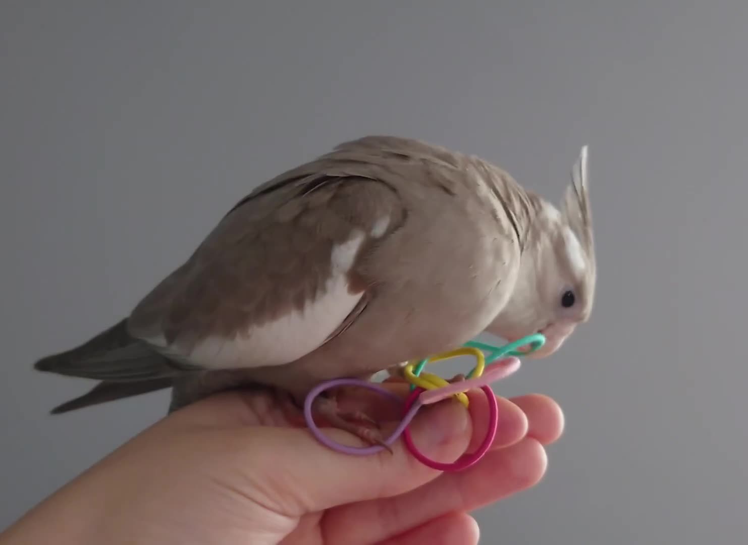 Cockatiels birds for sale: Hand reared silly tame DNA sexed baby cockatiels  - Video 4