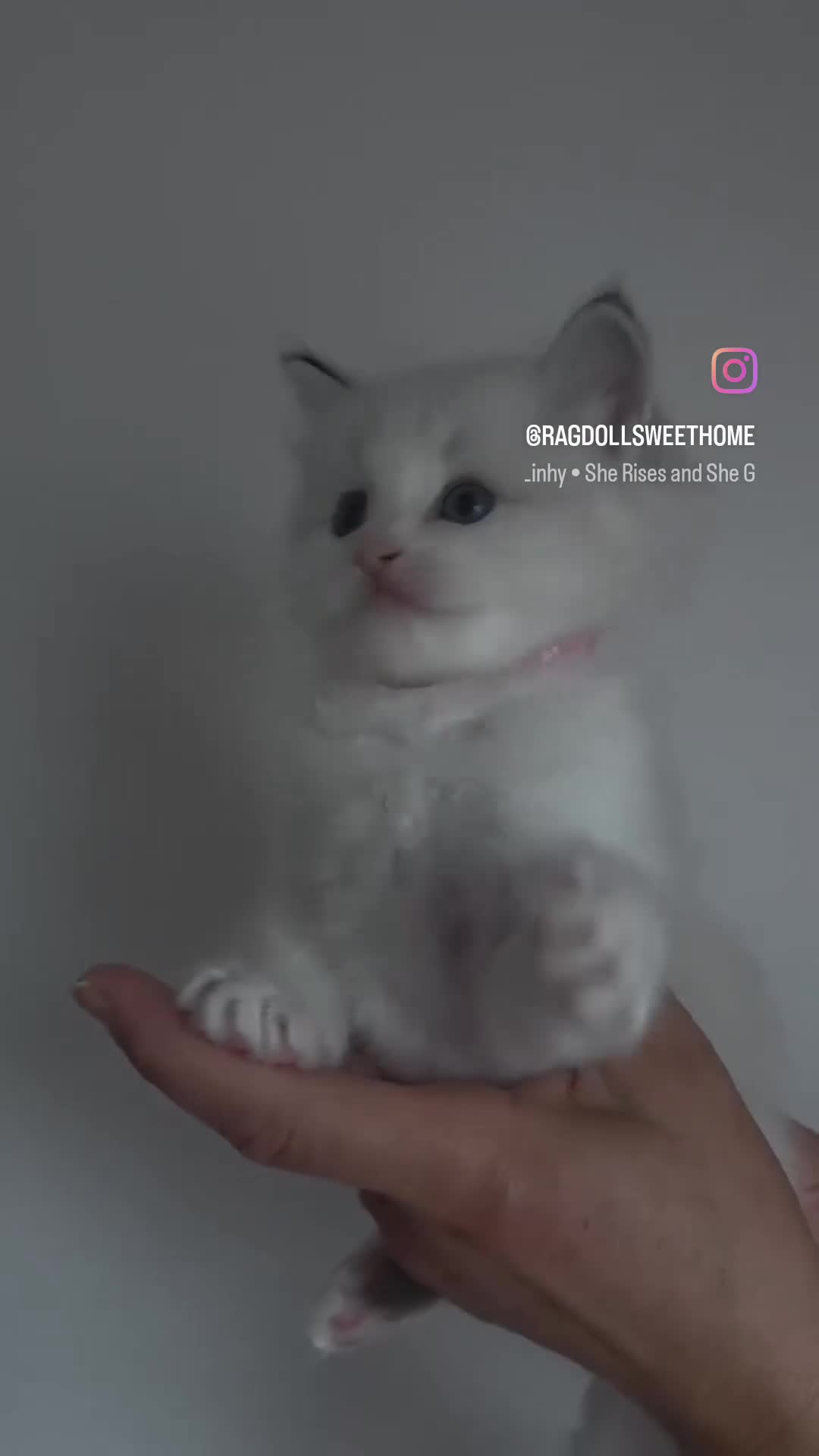 Ragdoll cats for sale: 💕GCCF registered ragdoll kittens💕 - Video 2