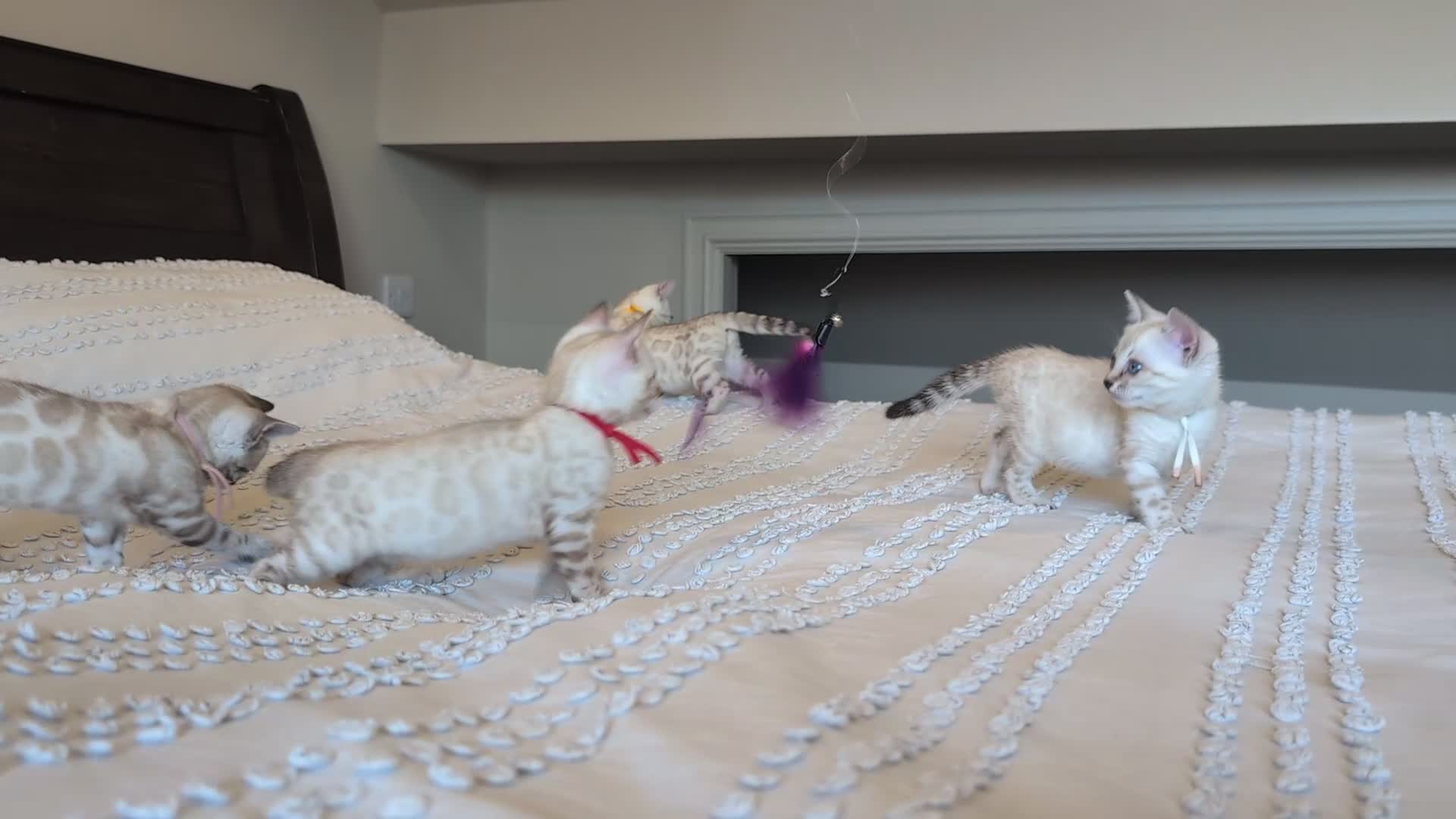 Bengal cats for sale: 🤍🩶 GORGEOUS BENGAL KITTENS 🩶🤍 - Video 3