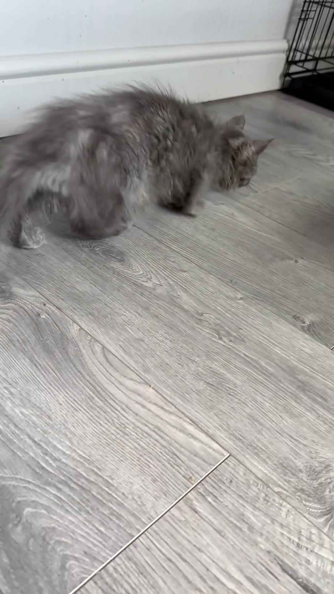 Maine Coon cats for sale: Smoky Maincoon female kitten  - Video 1