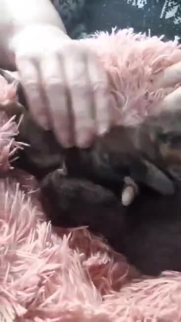 Maine Coon cats for sale: HOME BREED TICA REGISTERED KITTENS in King's Lynn - Video 2