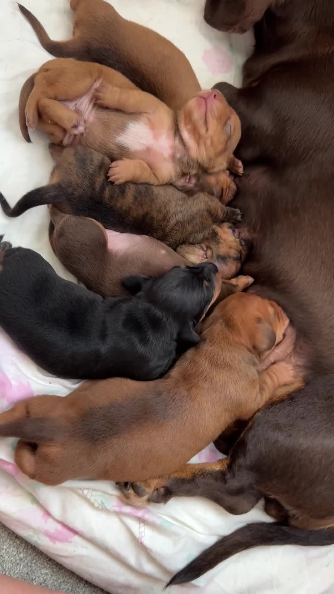 Miniature Dachshund dogs for sale: Miniature Dachshund Puppies  - Video 3