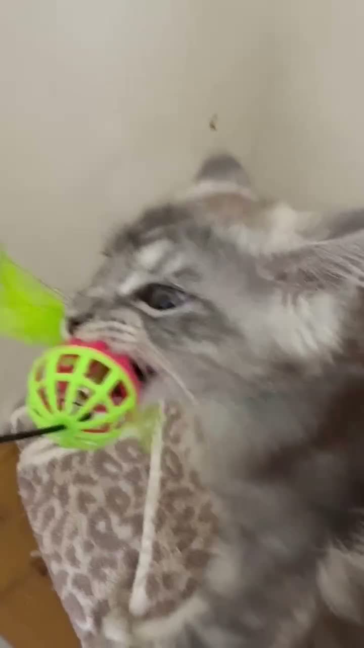 Maine Coon cats for sale: Exceptional Pedigree Maine Coon kittens available  in Worcester - Video 3
