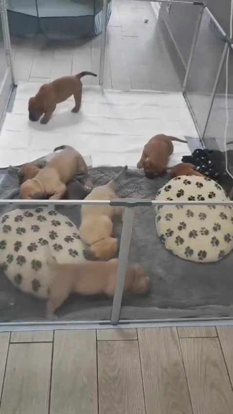 Mixed Breed dogs for sale: Dogue de Bordeaux cross presa canario  - Video 1