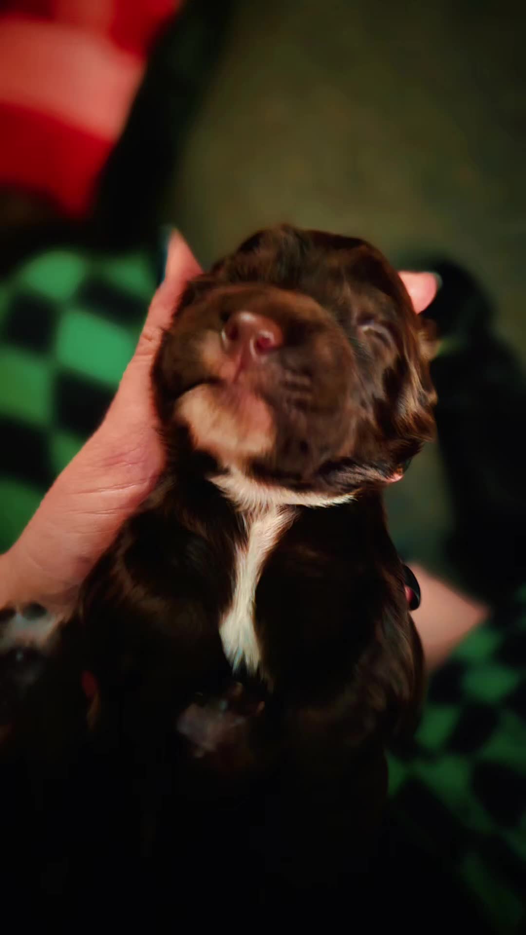 Cocker Spaniel dogs for sale: Cocker spaniel puppies - Video 1