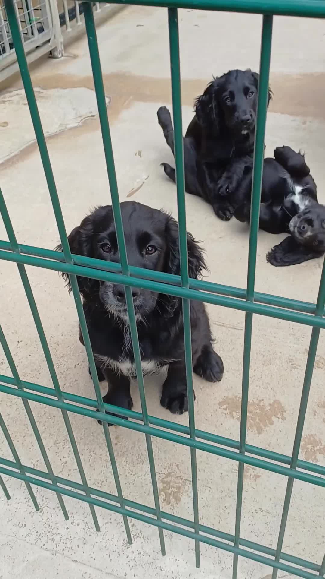 Cocker Spaniel dogs for sale: 1 MALE  AVAILABLE  COCKER PUPS  - Video 1