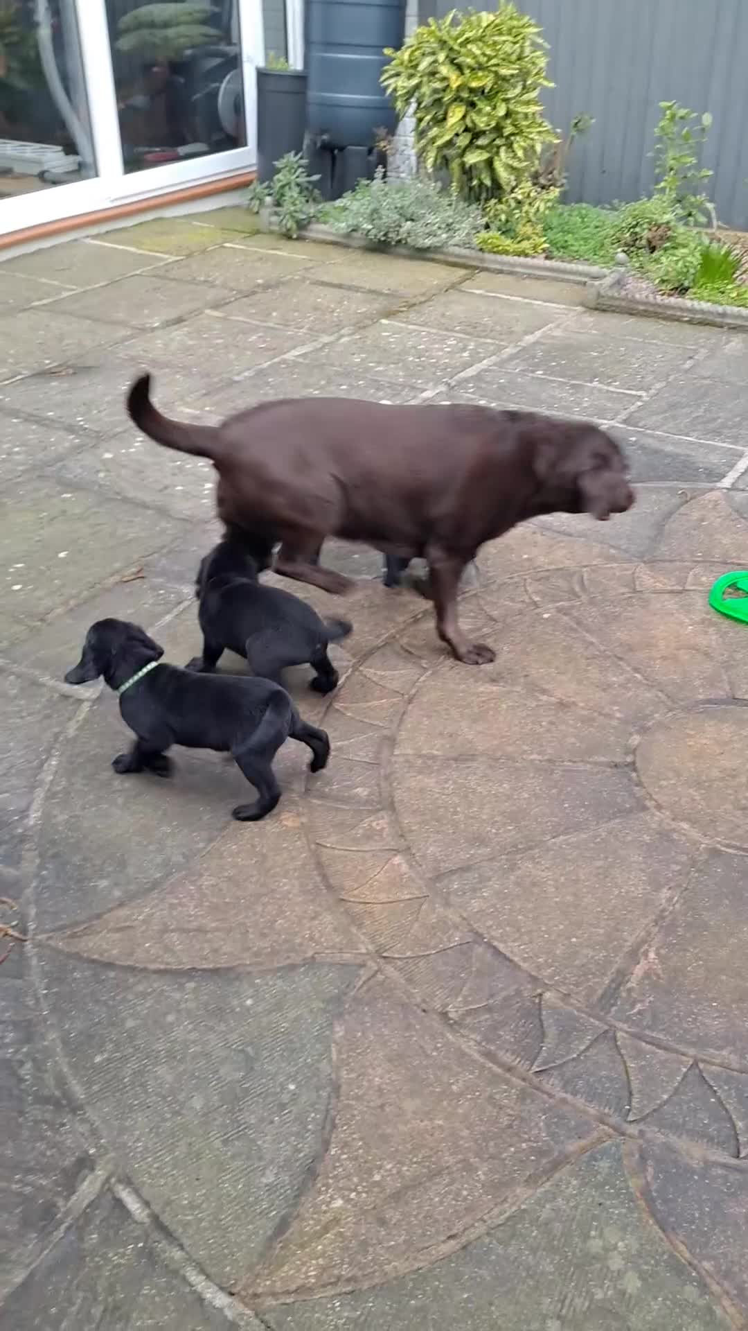 Labrador Retriever dogs for sale: Black Labrador retriever puppy - Video 2