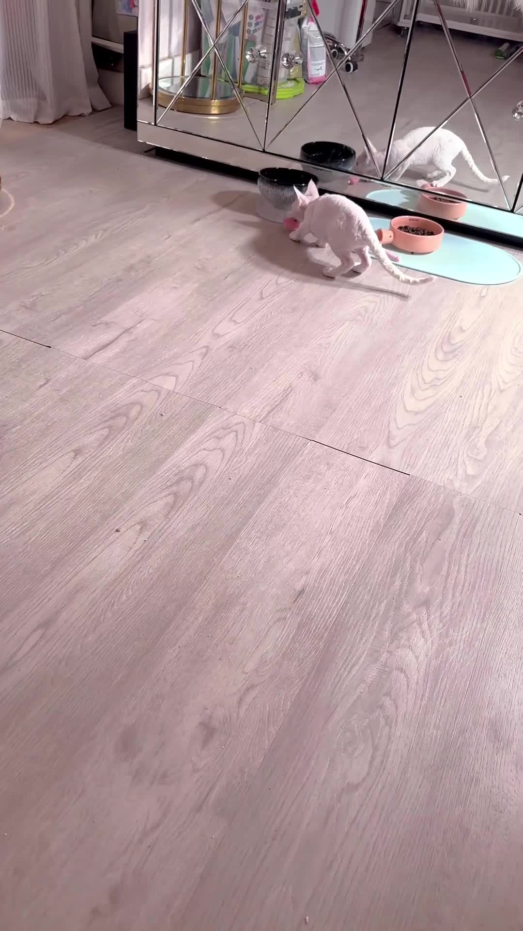 Devon Rex cats for sale: ❤️❤️Stunning White Devon Rex girls available  ❤️❤️ - Video 2