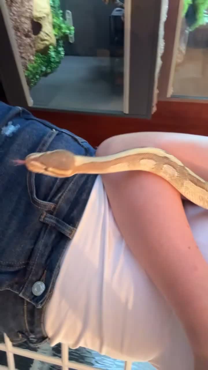 Python Snake reptiles for sale: Enchi pastava CB20 royal python  - Video 1