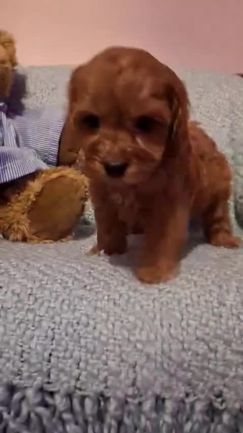 Cavapoo dogs for sale: 3 gorgeous Cavapoo puppies  - Video 1