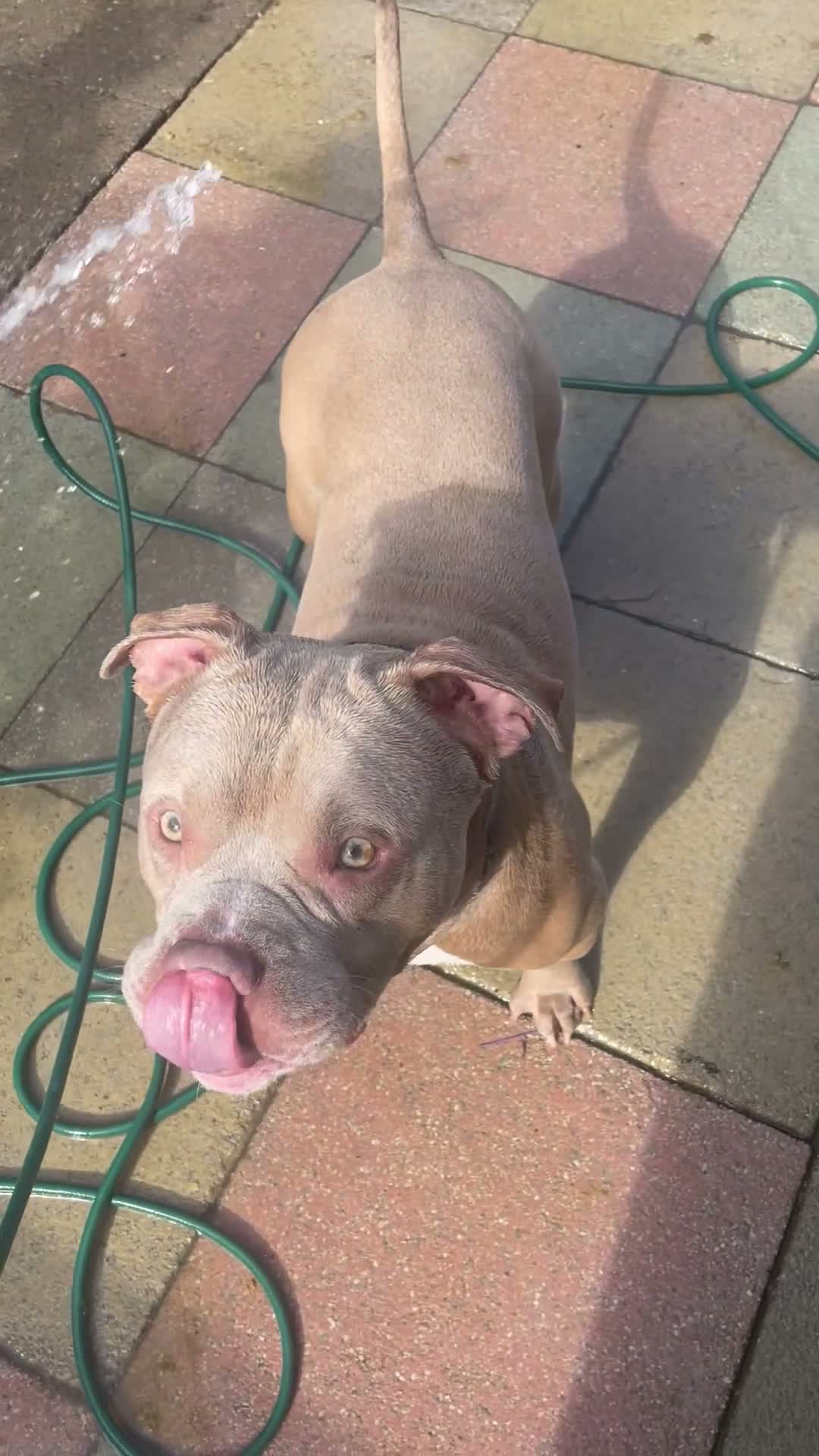 American Bully dogs for stud: American Bully for stud in Llanwrda - Video 1