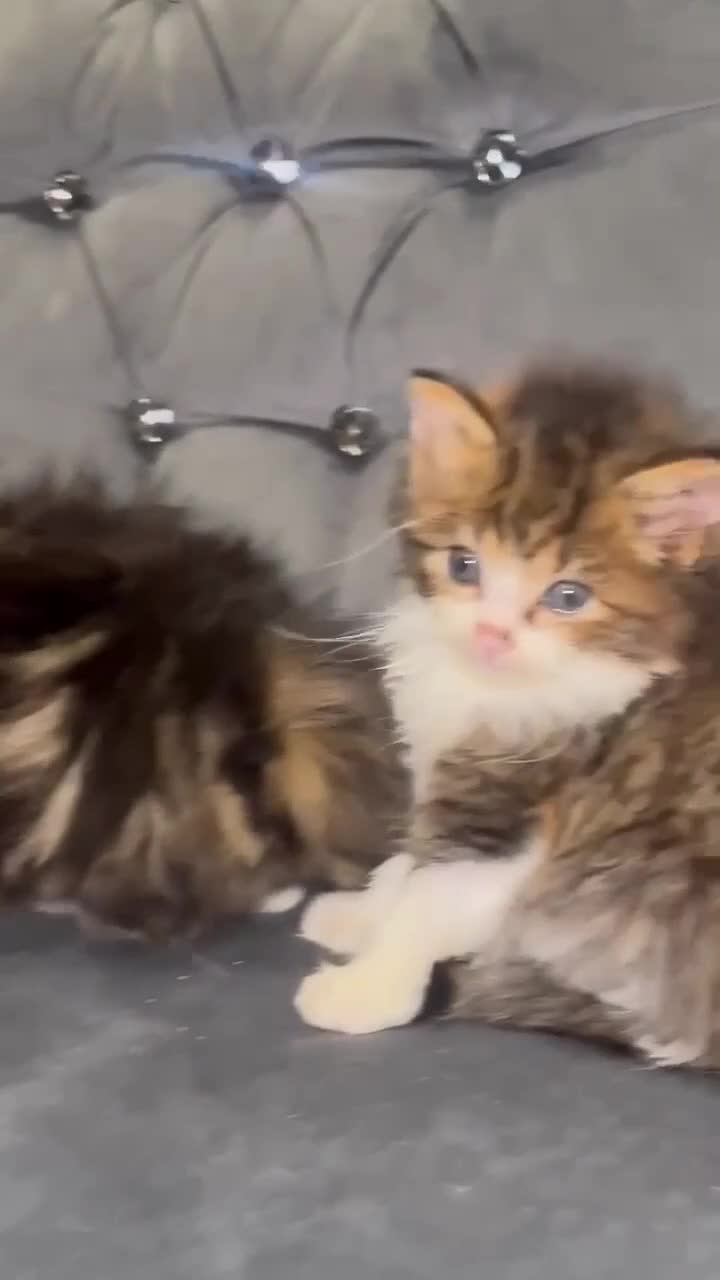 Siberian cats for sale: Kittens for sale bradford - Video 3