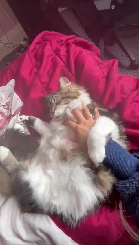 Mixed Breed cats for sale: Friendly 1 year old cat in Derby - Video 1