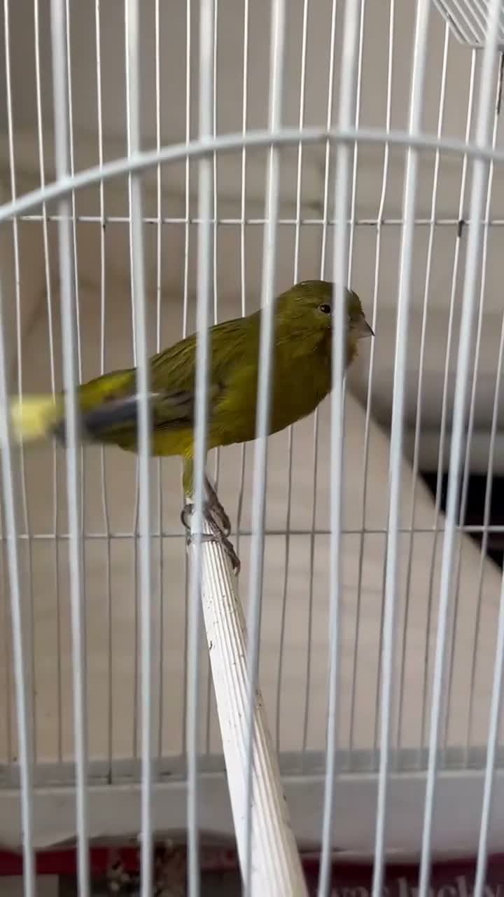 Canaries birds for sale: Yourkshire canary birds in Harrow - Video 1