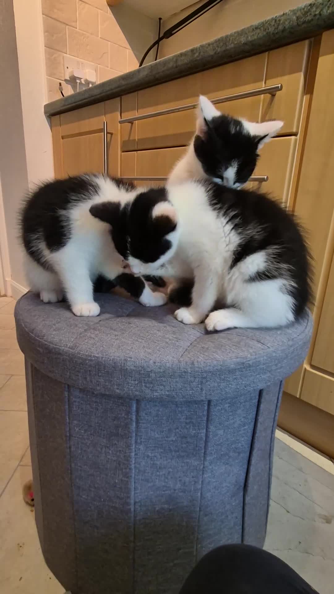 Mixed Breed cats for sale: Unique Black and White "Frosted" Bicolor kittens - Video 1