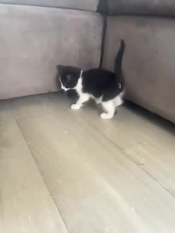 Mixed Breed cats for sale: Five beautiful kitten 3 girls 2 boys - Video 1