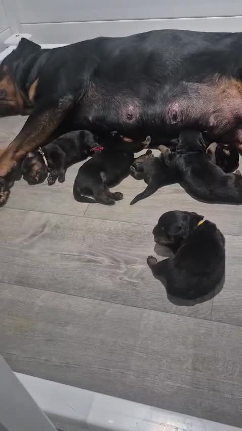 Rottweiler dogs for sale: RKC Registered Traditional Rottweiler Puppies  - Video 2